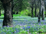 Bluebells